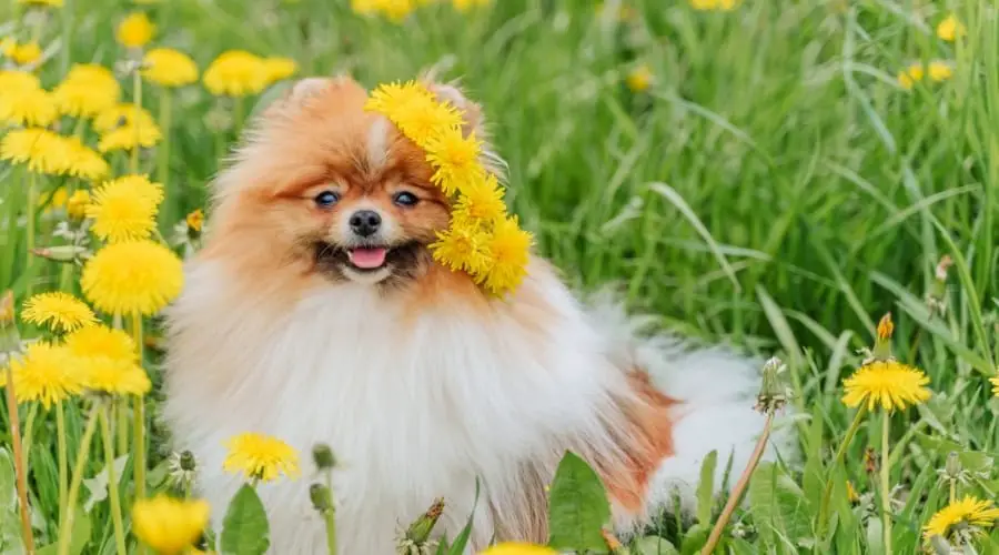 are dandelions poisonous for dogs