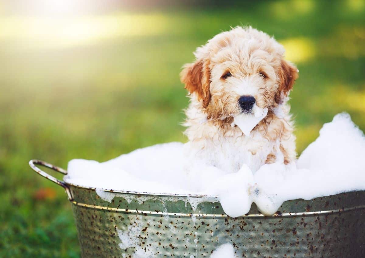 how often should you wash your dog 
