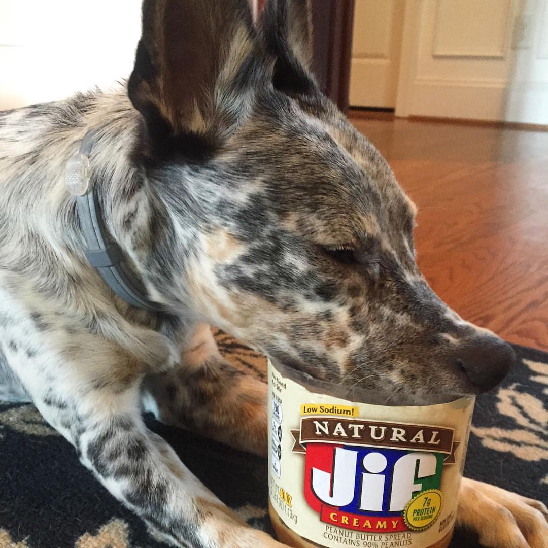 Can dogs have JIF peanut butter?