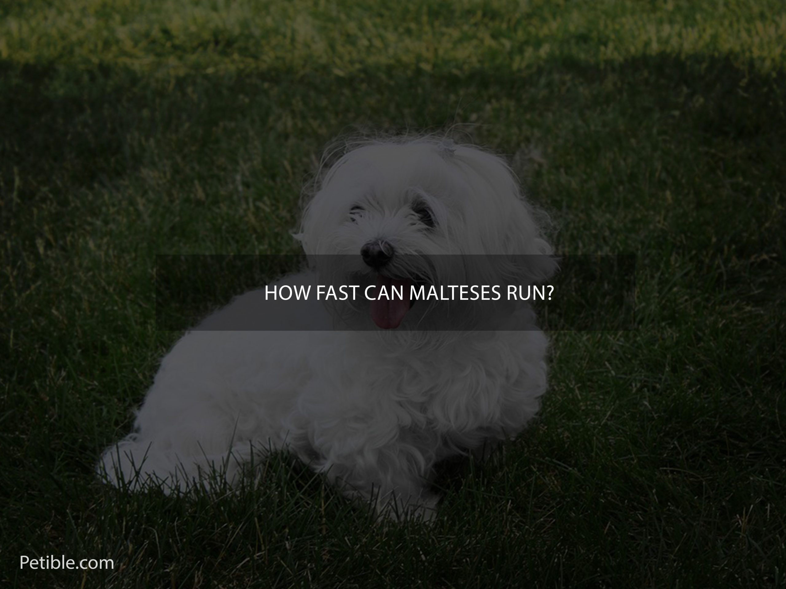 How fast can Malteses run?