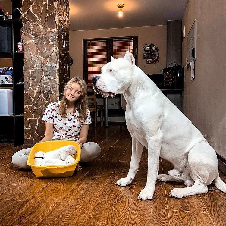 Is a Dogo Argentino a Pitbull?