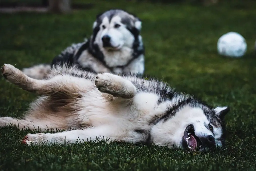 Why are Huskies so dramatic?