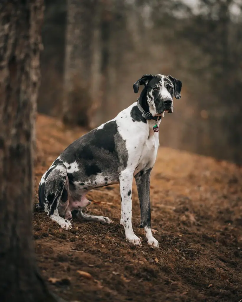 How long do Great Danes live?