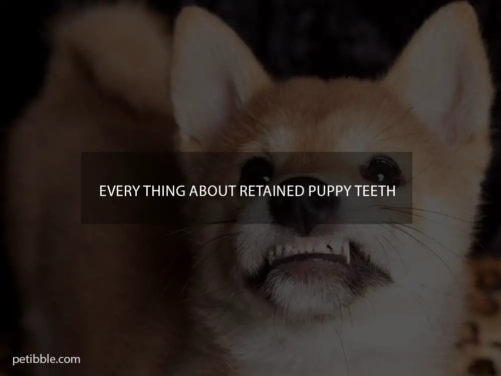 every thing about retained puppy teeth