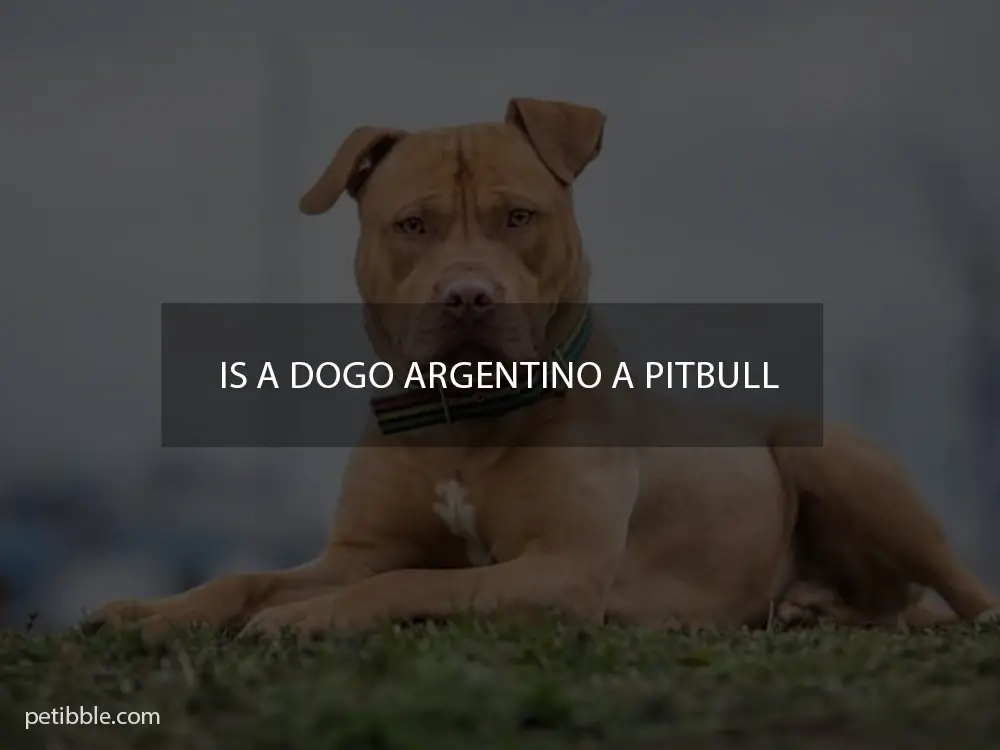 Is a Dogo Argentino a Pitbull