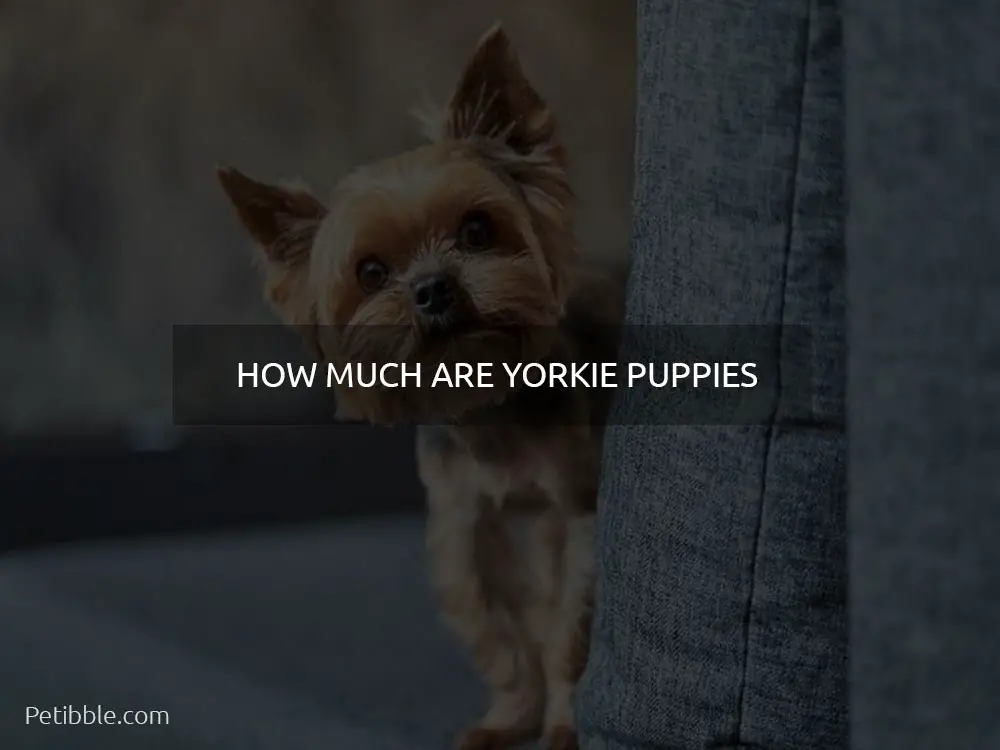 How much are Yorkie puppies