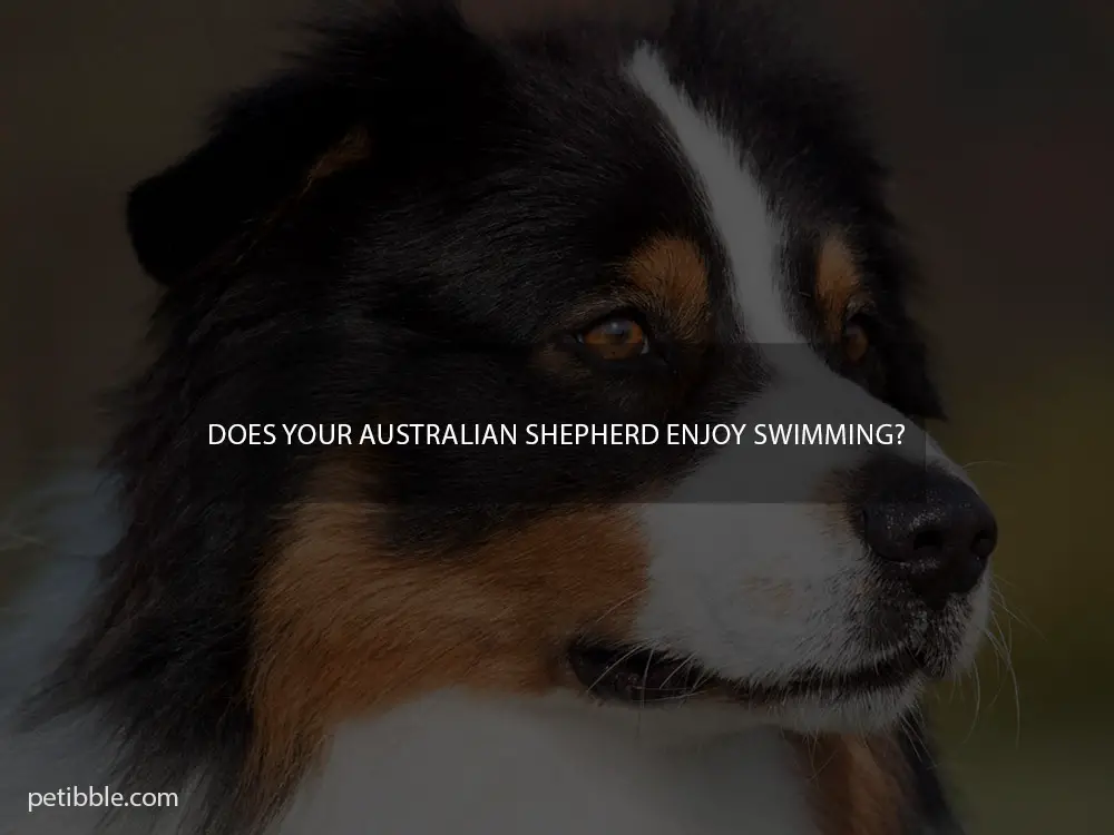 Does your Australian Shepherd enjoy swimming?