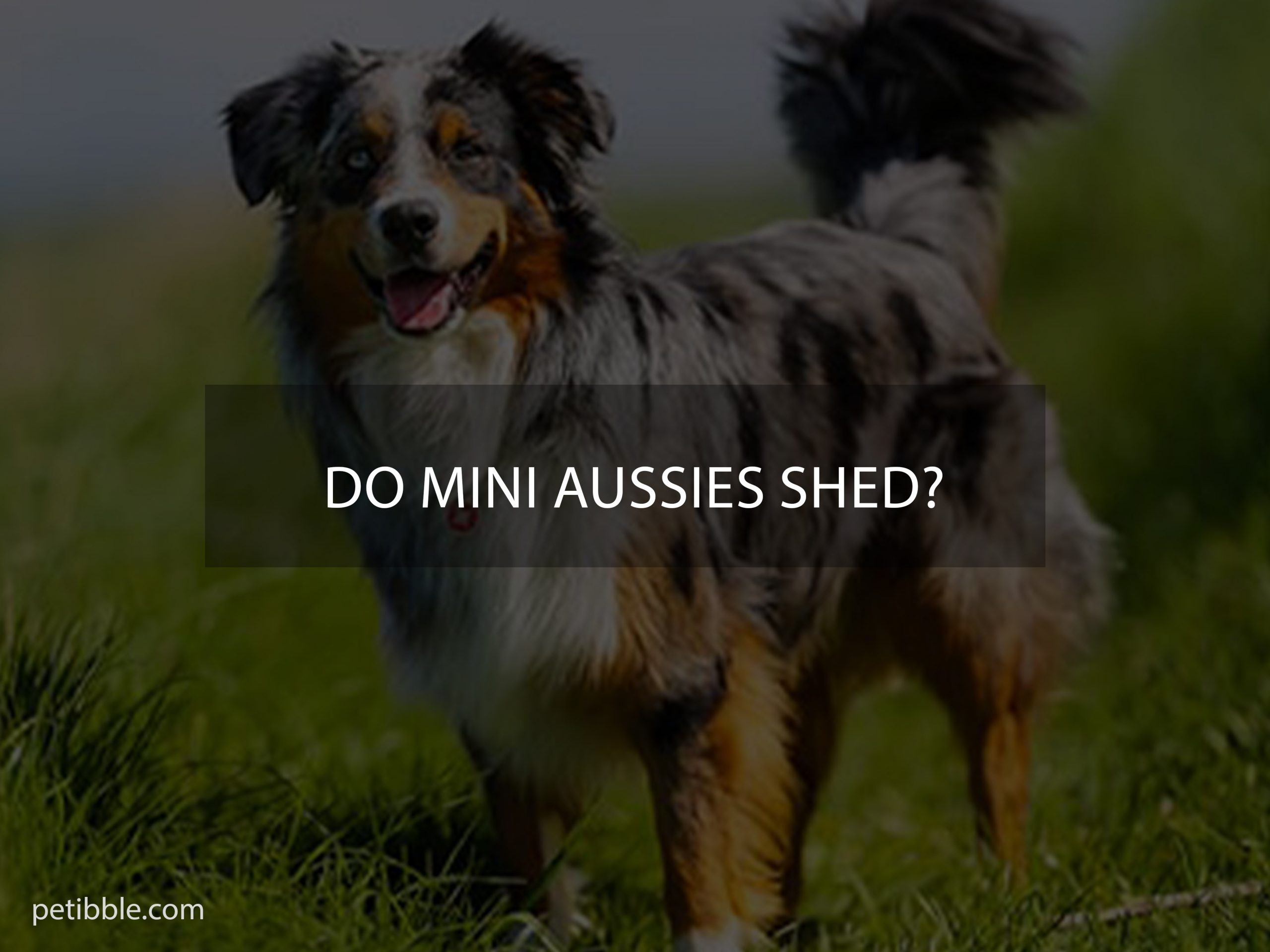 Do Mini Aussies shed?