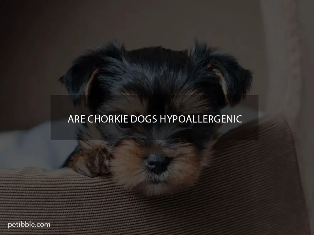 are Chorkie dogs hypoallergenic