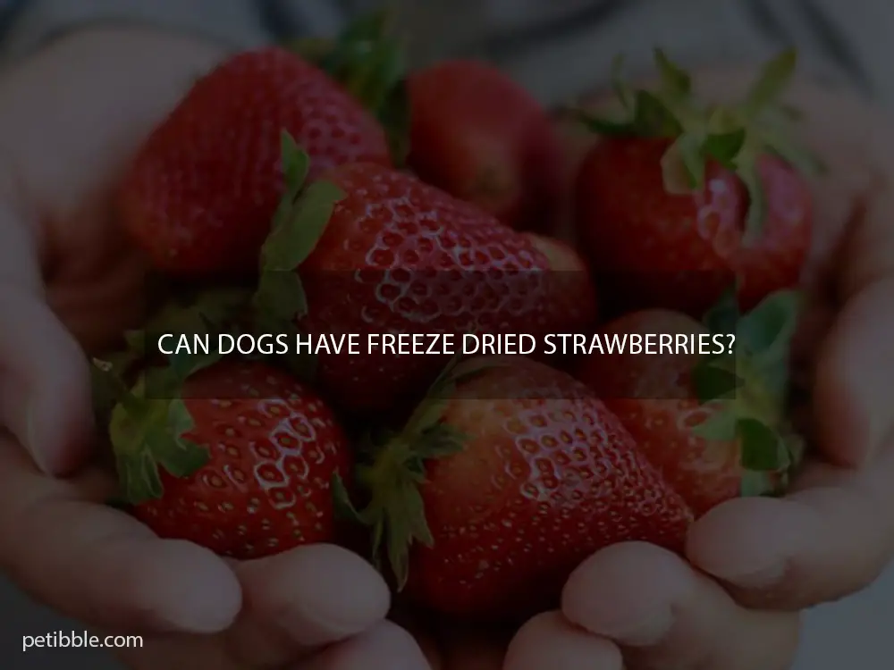 Can dogs have freeze dried strawberries?