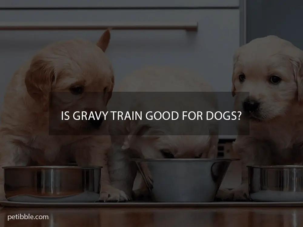 Is Gravy Train good for dogs?