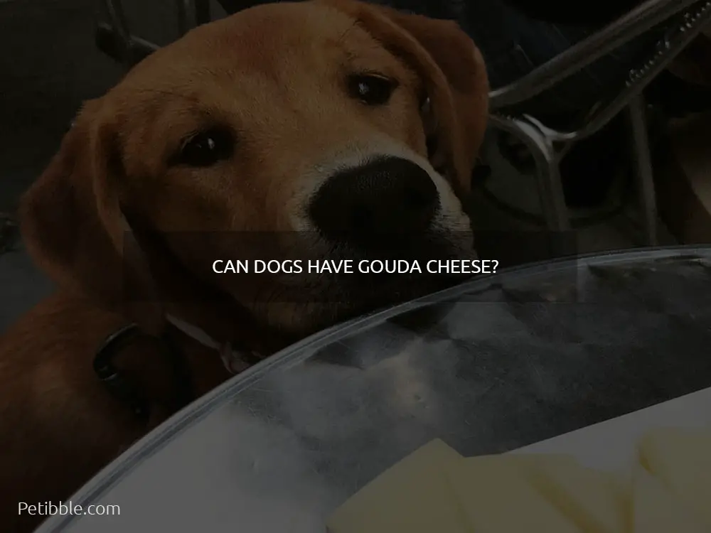 Can dogs have gouda cheese?