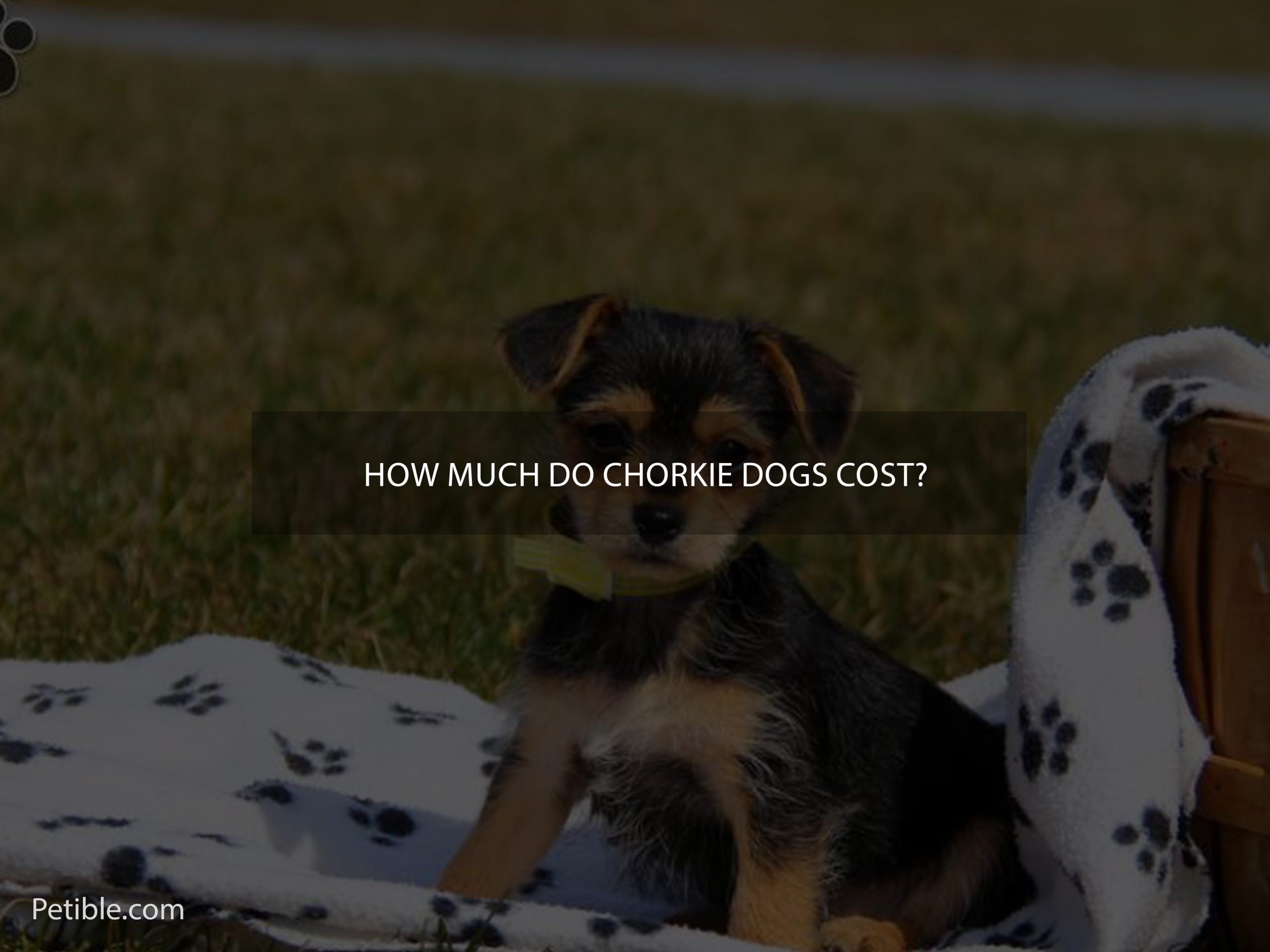 How much do Chorkie dogs cost