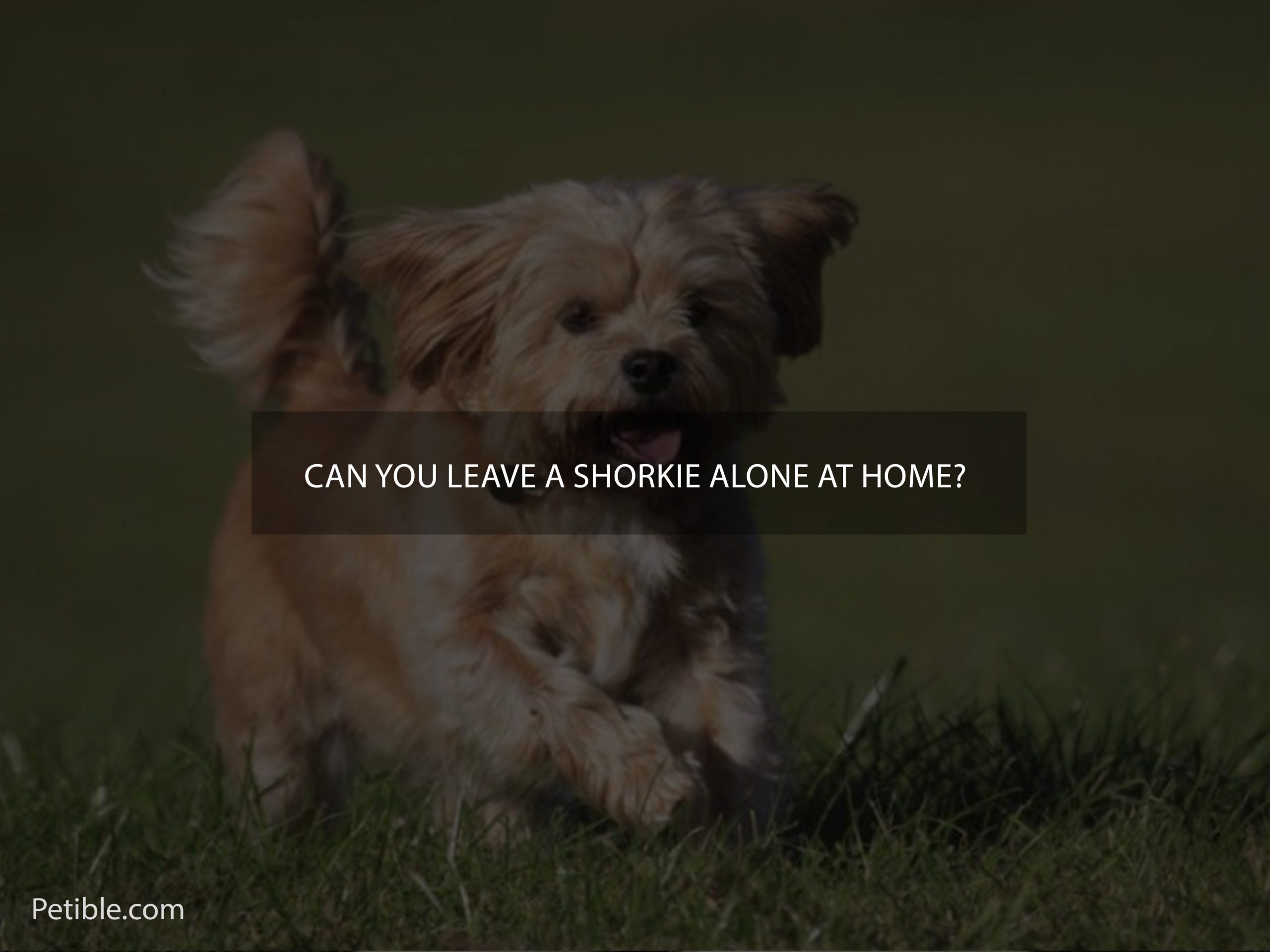 Can you leave a Shorkie alone at home?