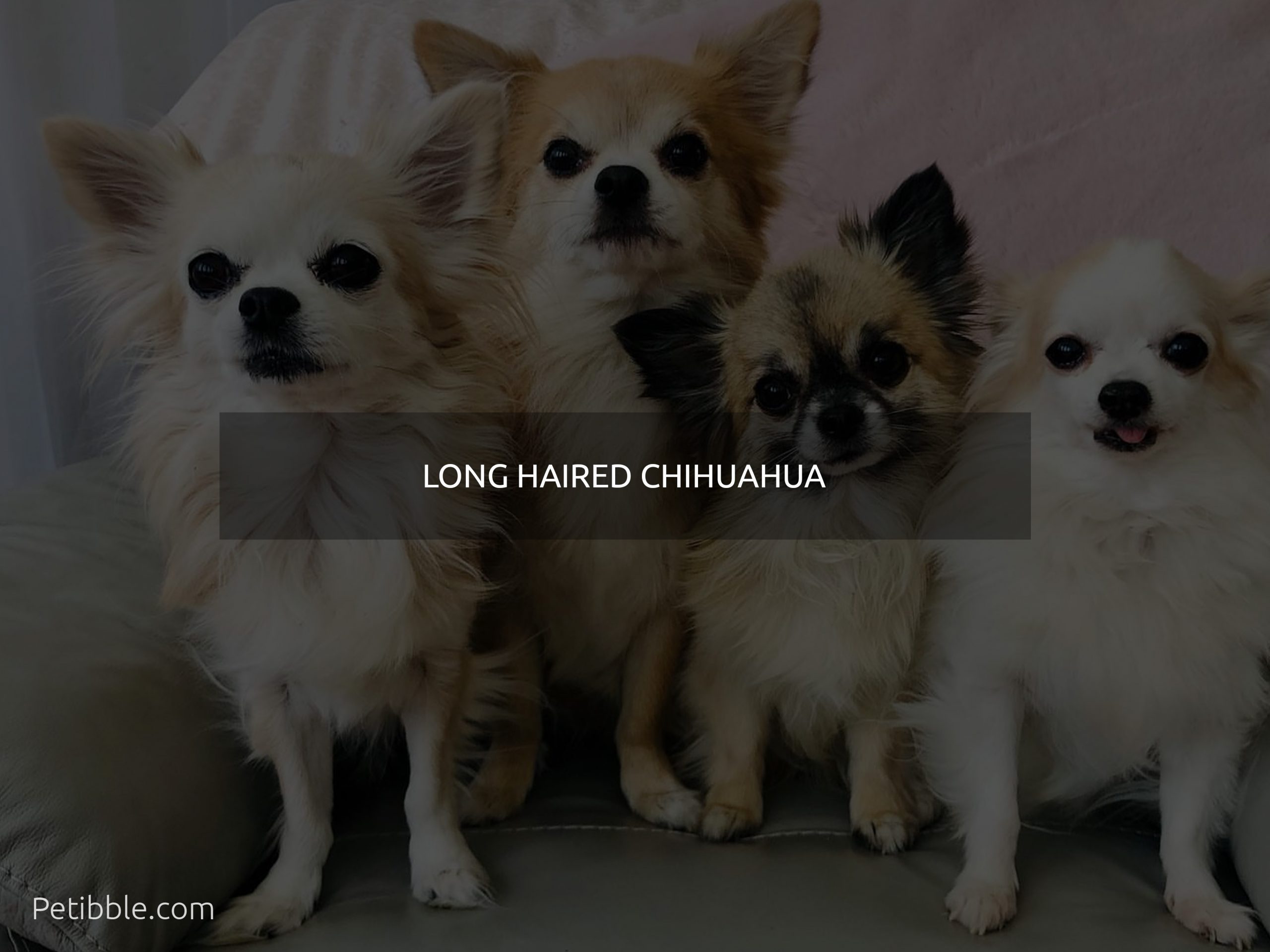 Long haired Chihuahua 