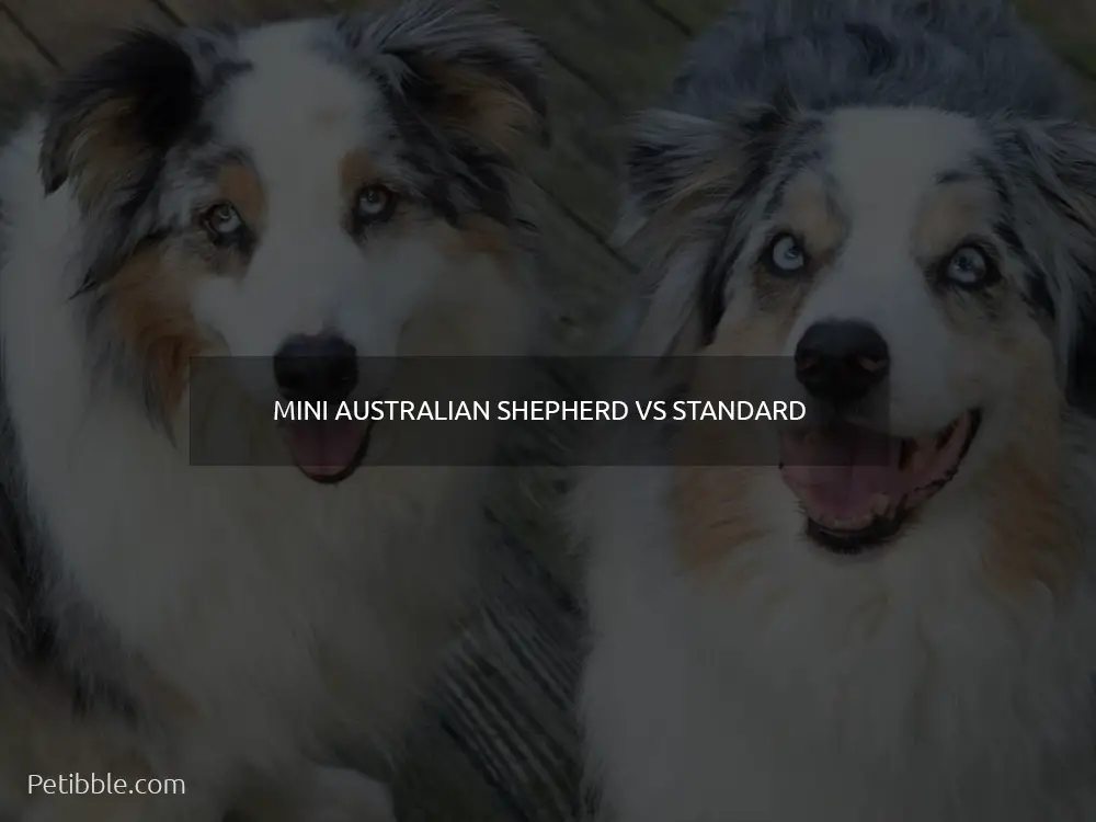 Mini Australian Shepherd VS Standard