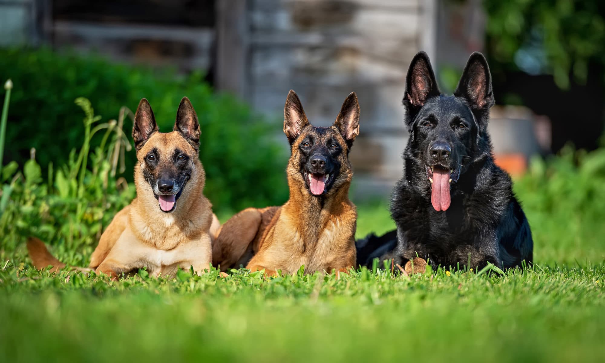 Why do German Shepherds whine?