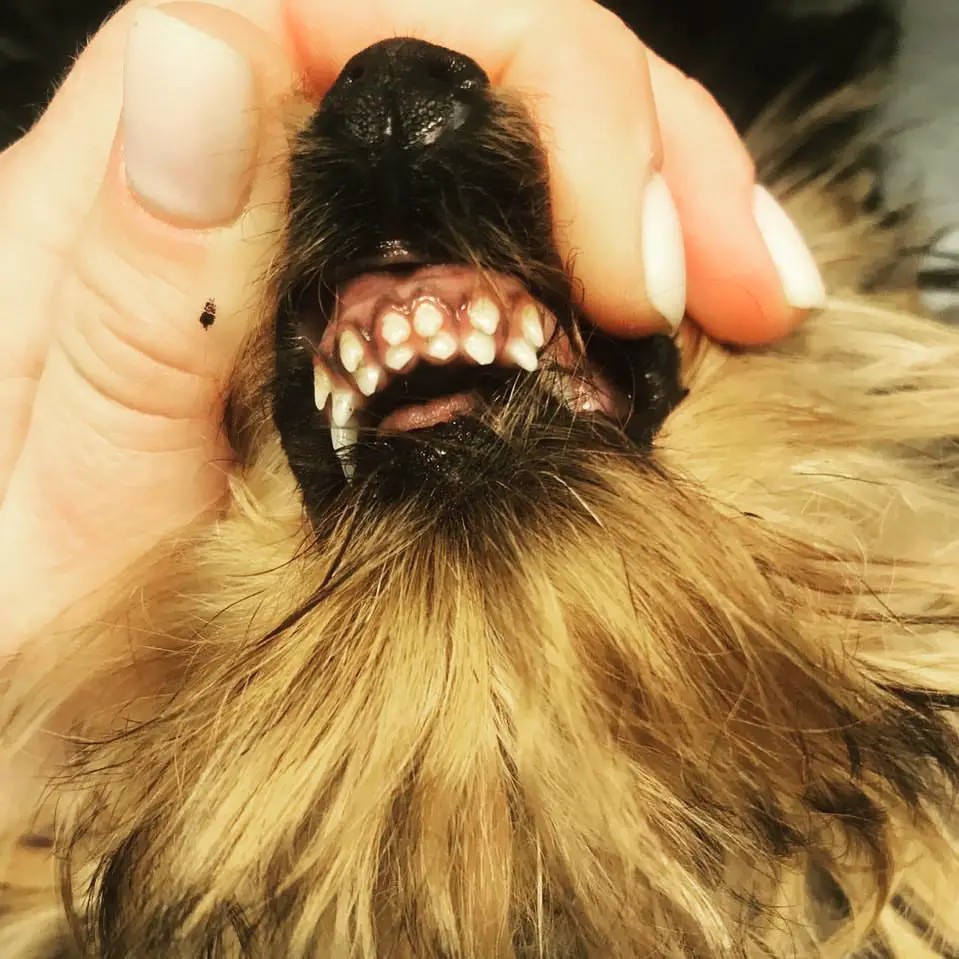 every thing about retained puppy teeth