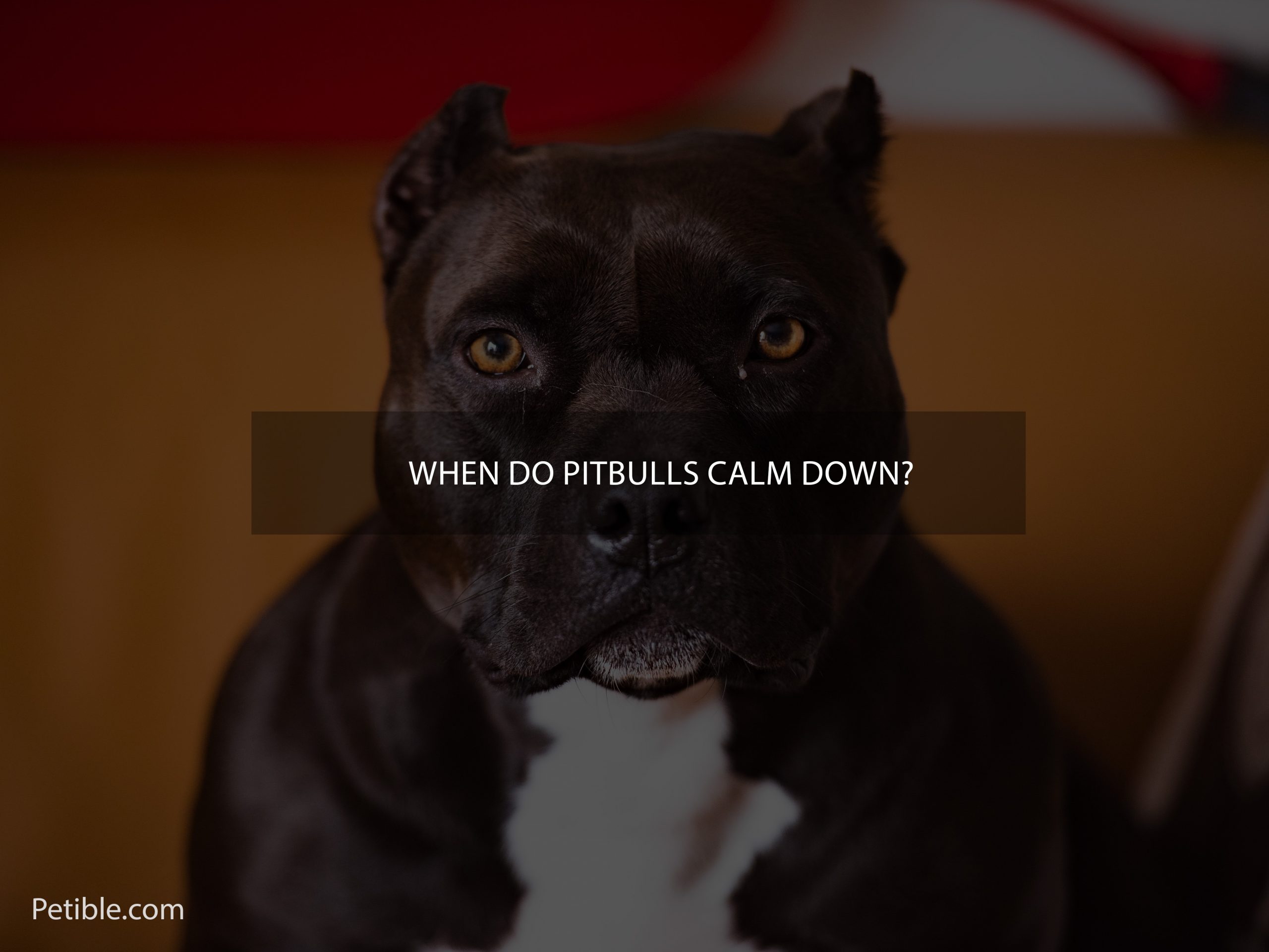When do Pitbulls calm down?