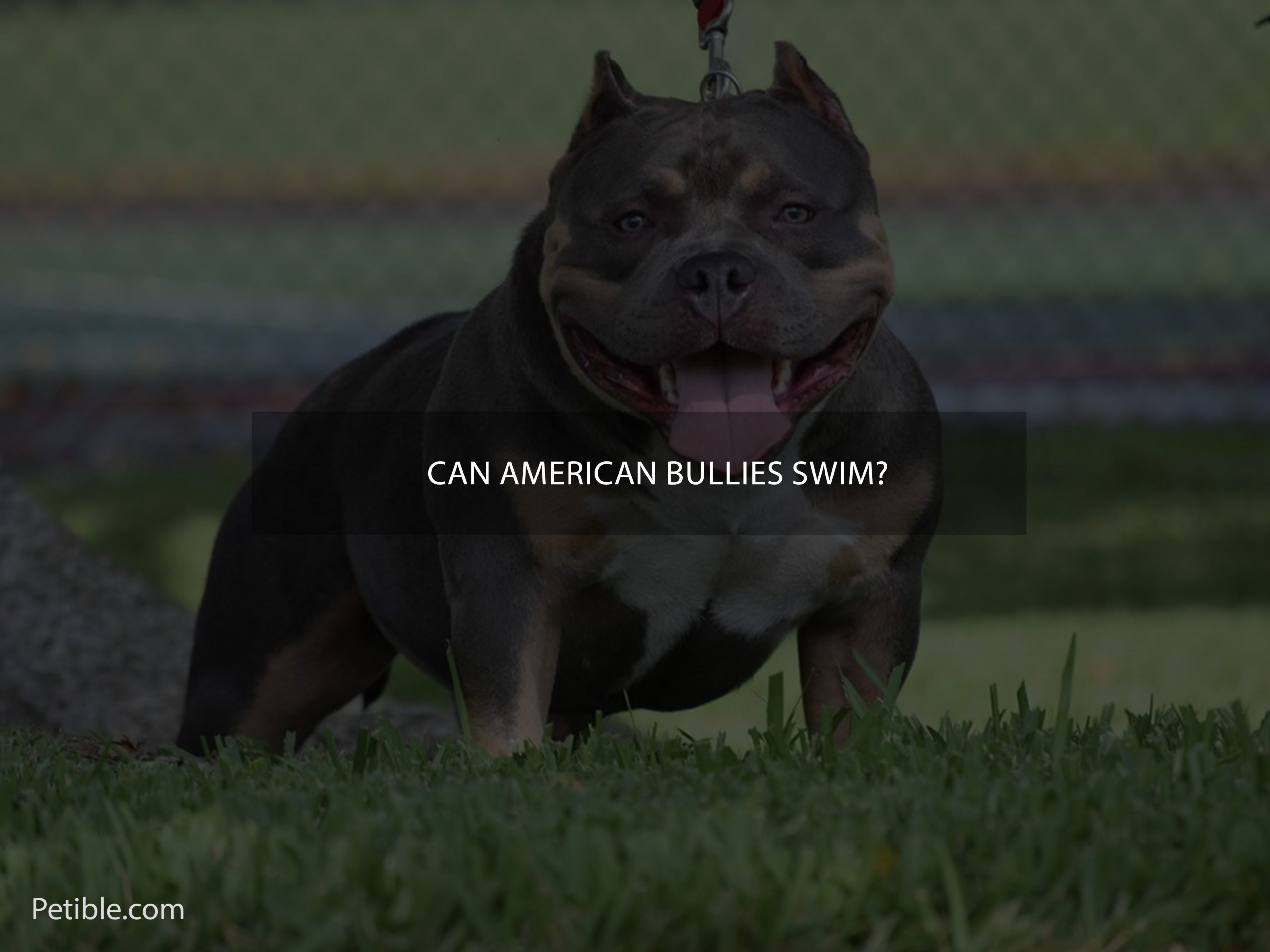 Can American Bullies swim