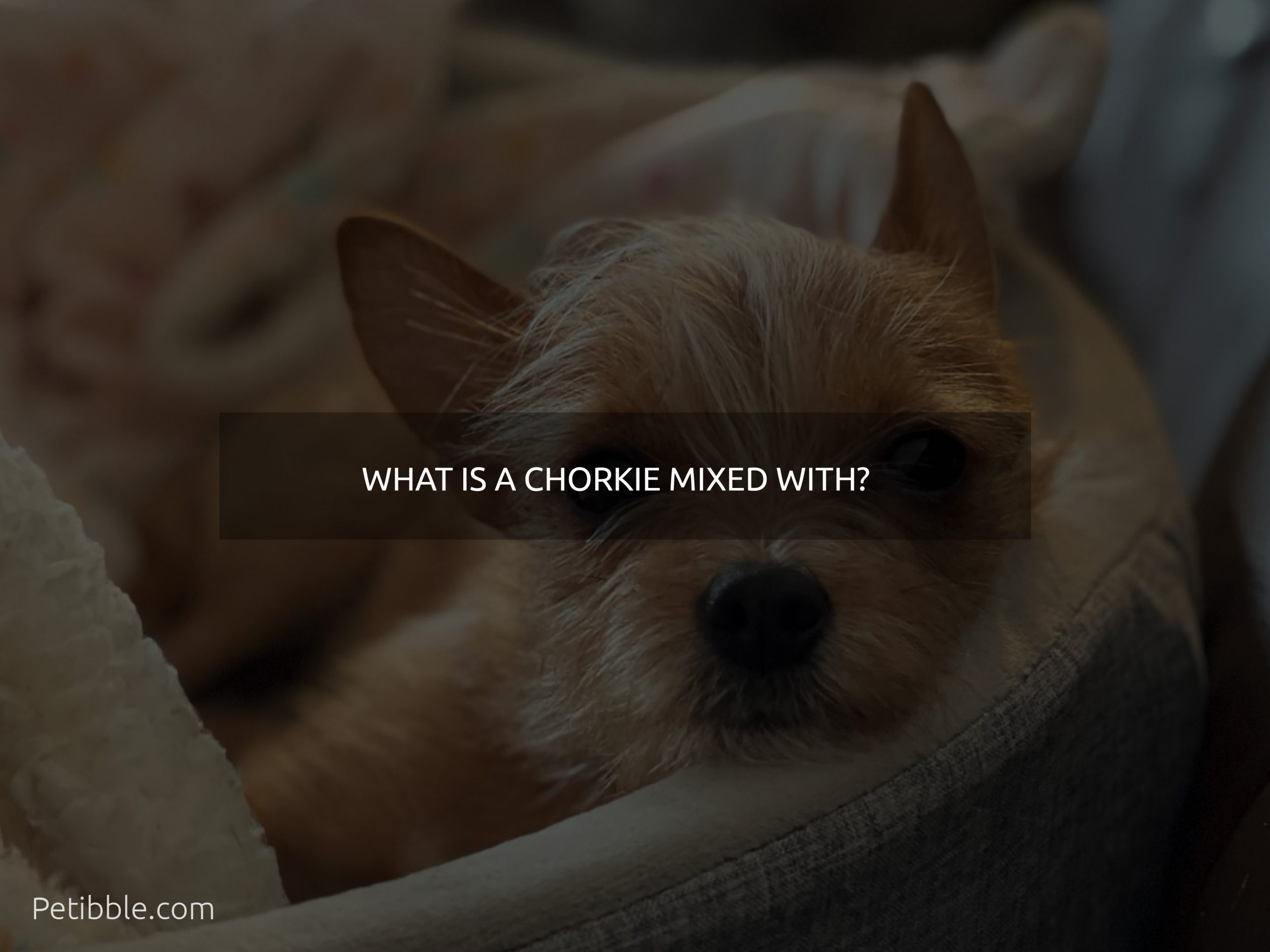 What is a chorkie mixed with?