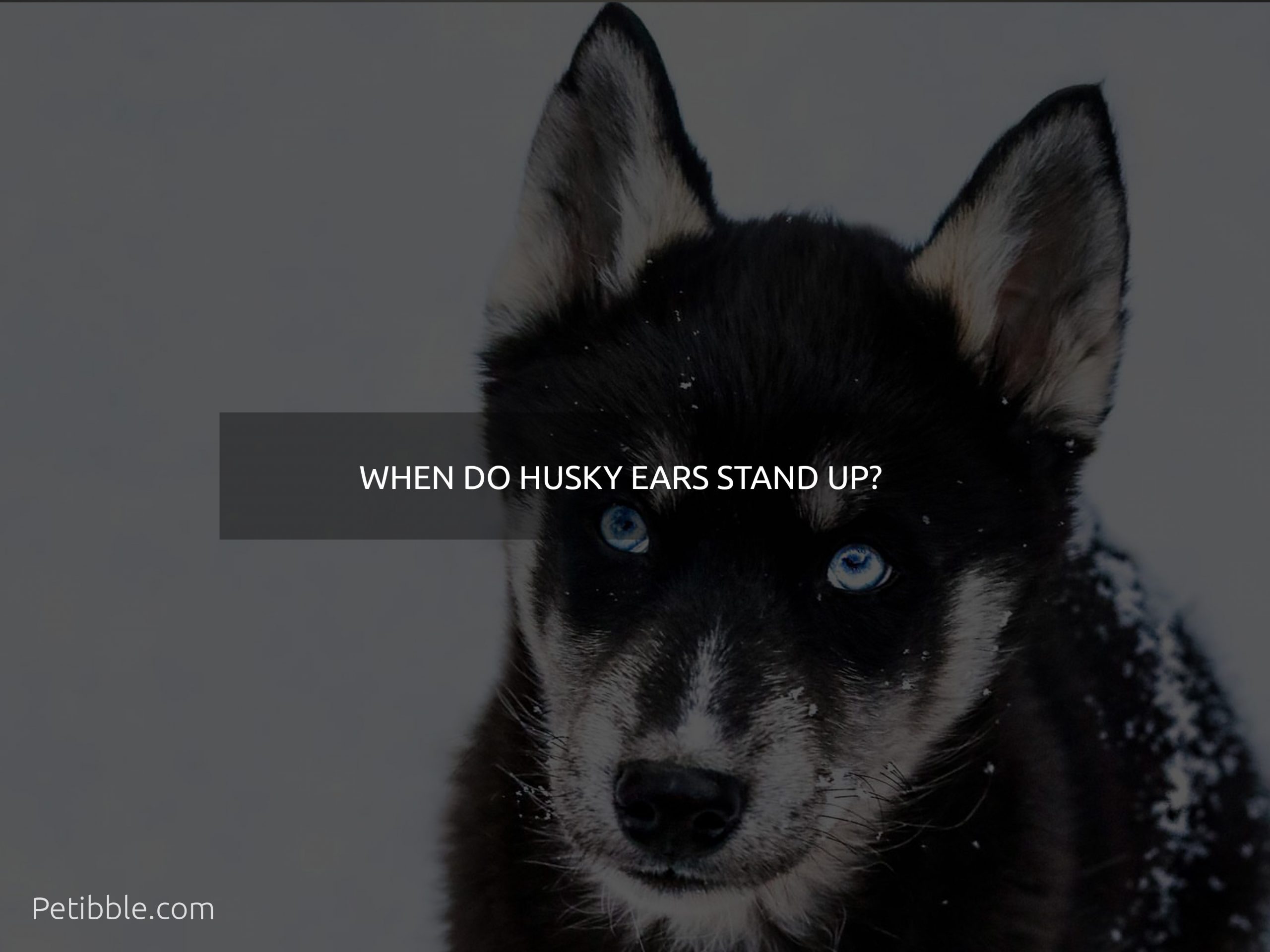 When do Husky ears stand up?