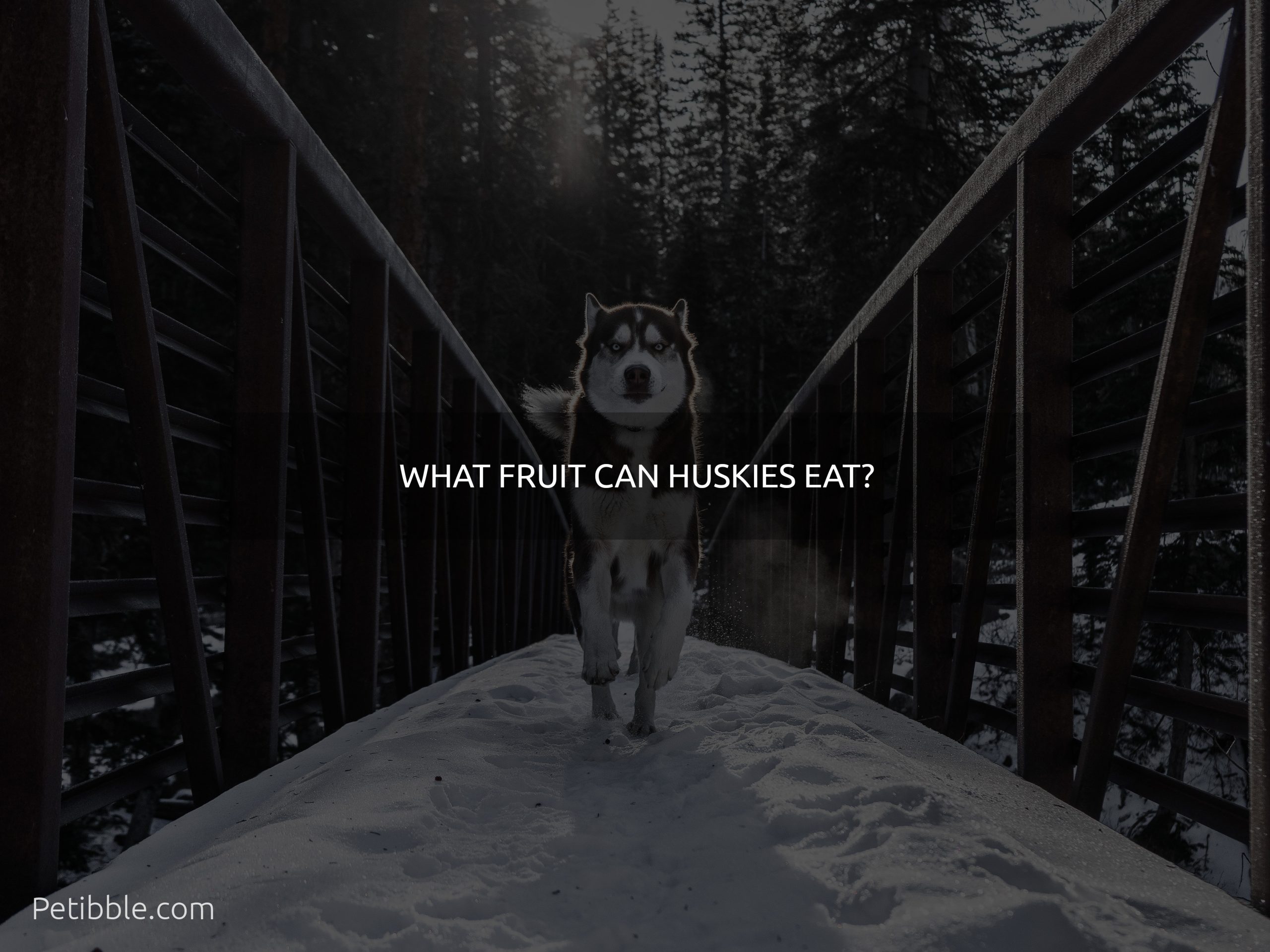 What fruit can huskies eat?