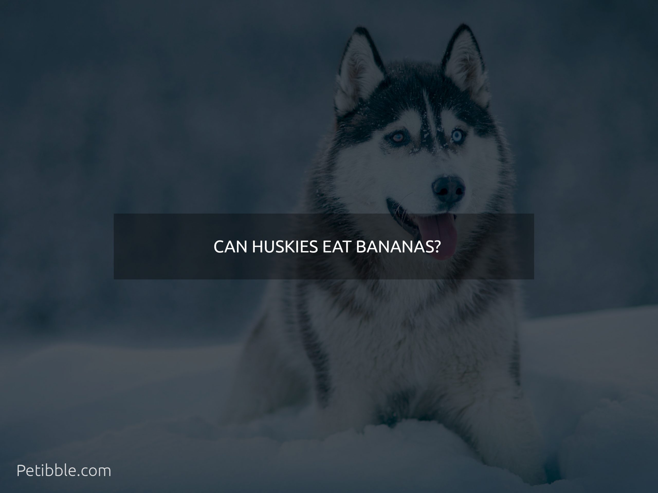 Can Huskies eat bananas?