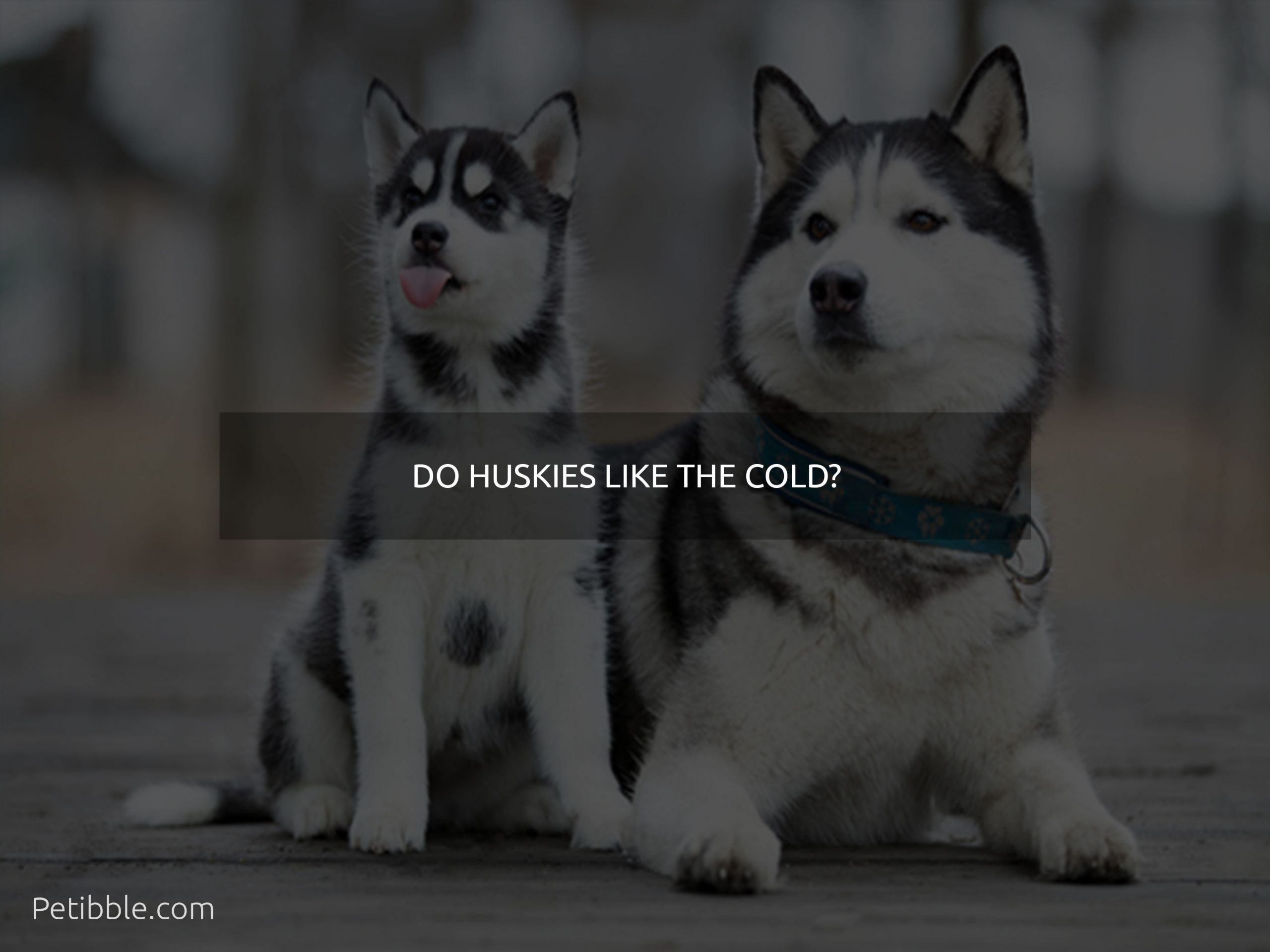 Do huskies like the cold?