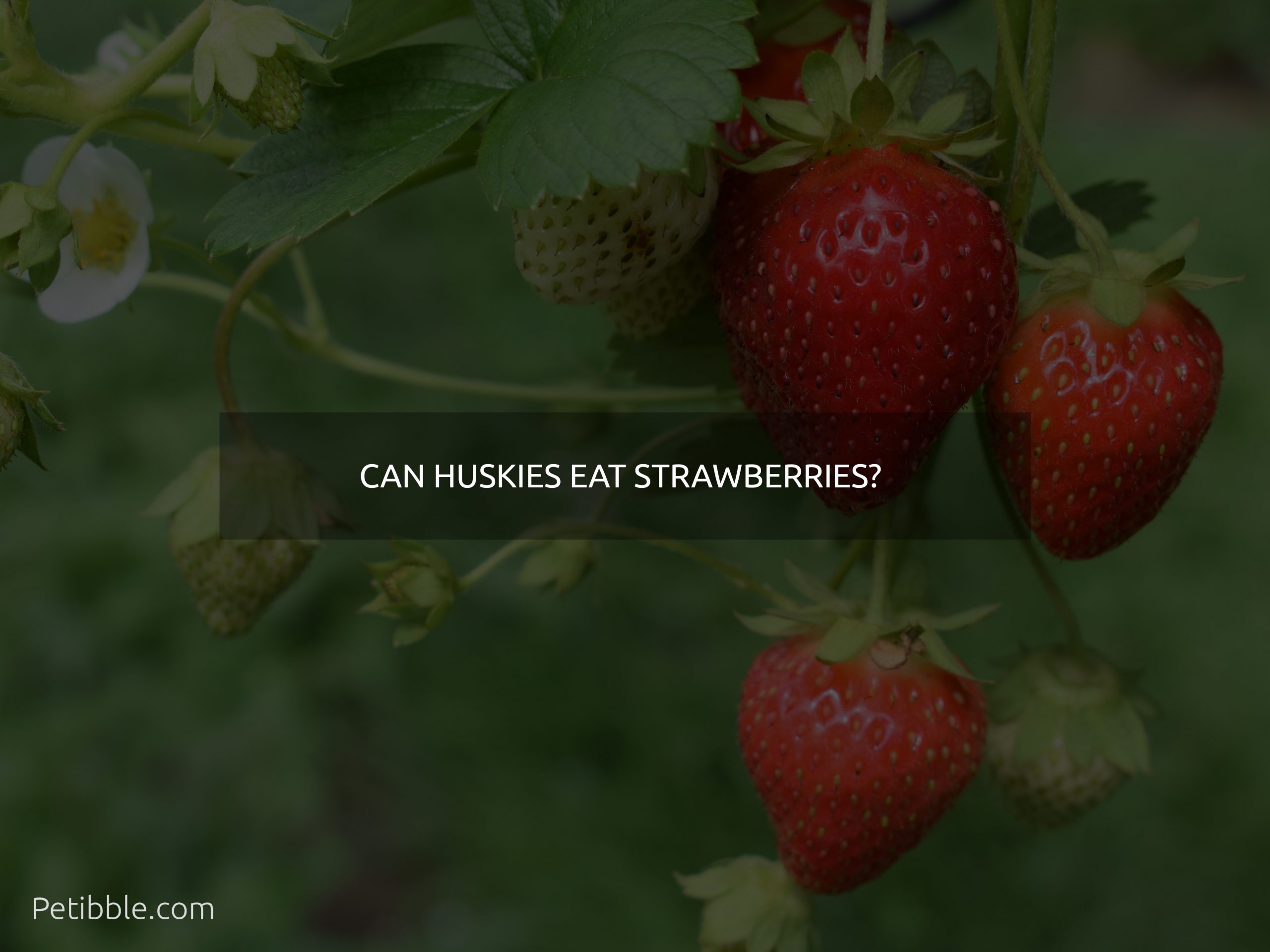 Can huskies eat strawberries?