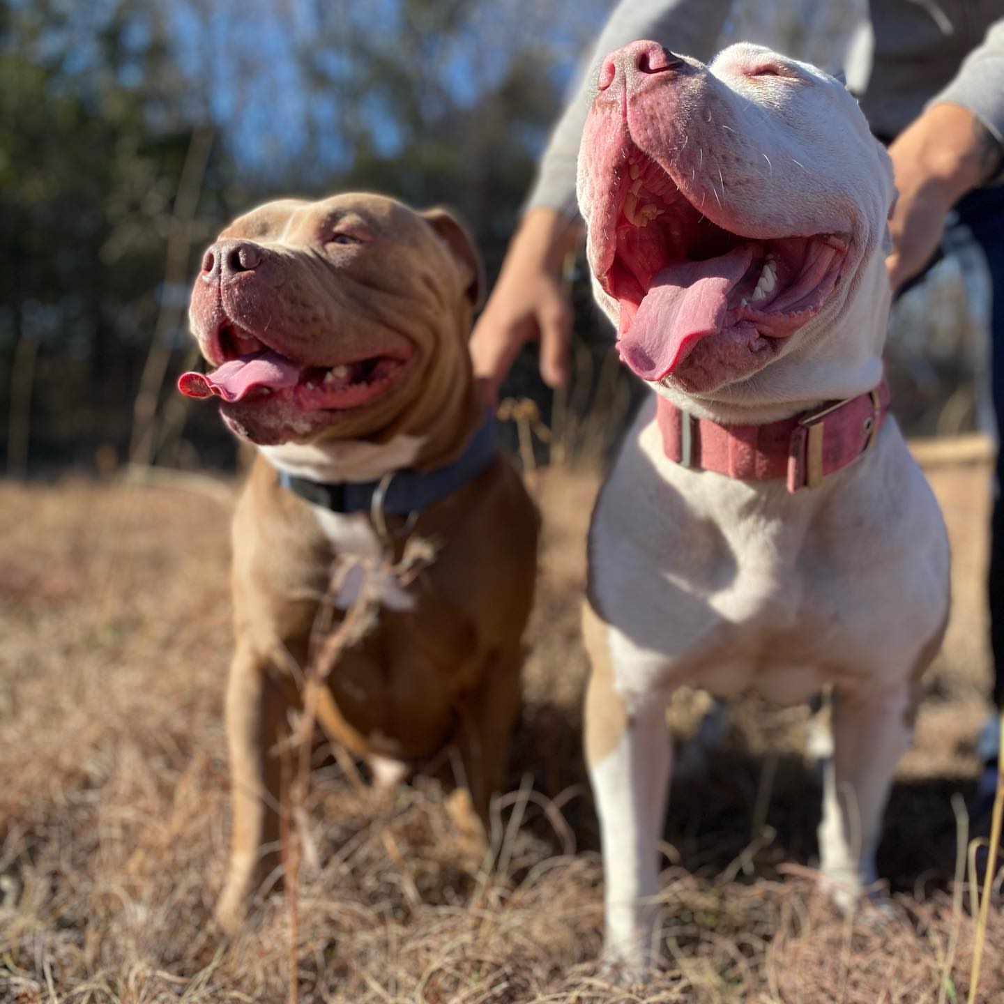 How much is a gator pitbull? - Petibble