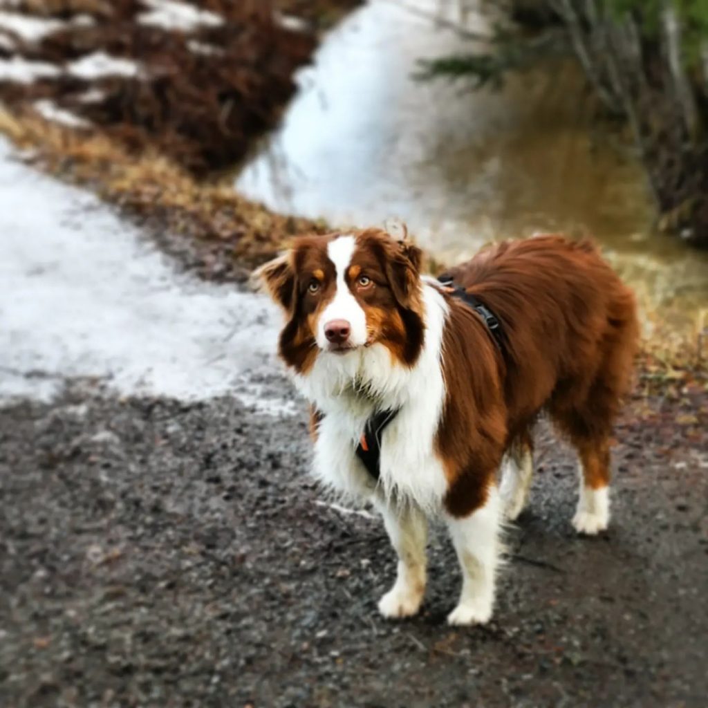 How much is a Red Tri Australian shepherd