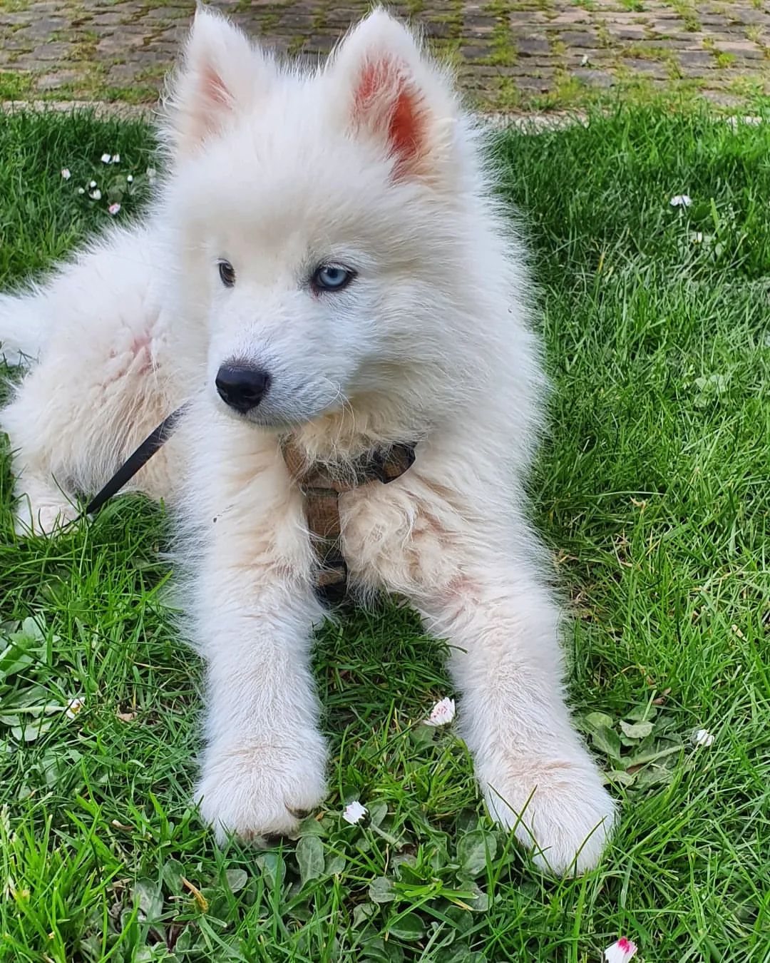 dessert Countryside Fremsyn Husky Samoyed Mix : is a friendly, loyal, and energetic dogs I Petibble