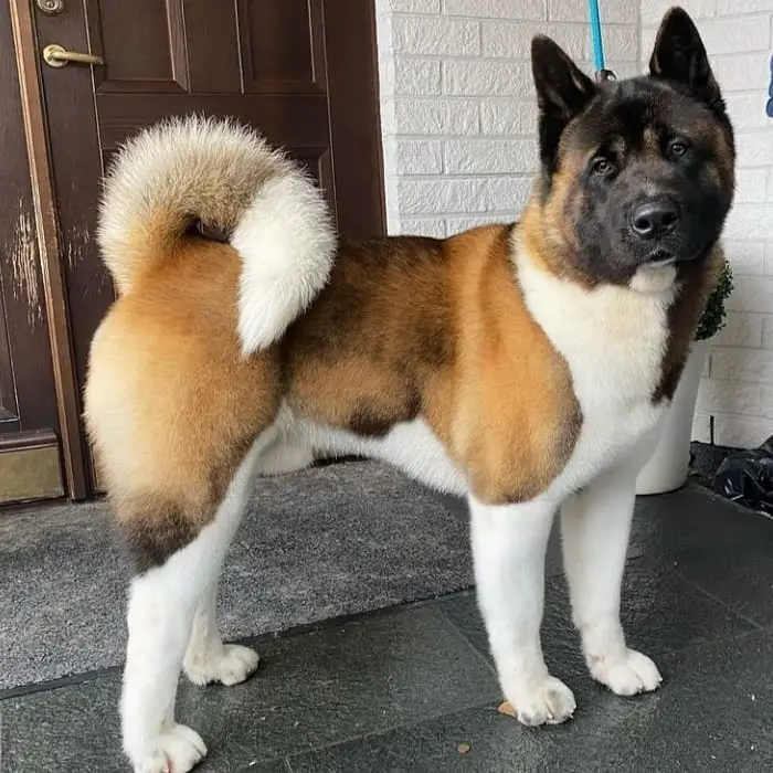 What is an American Akita dog breed?