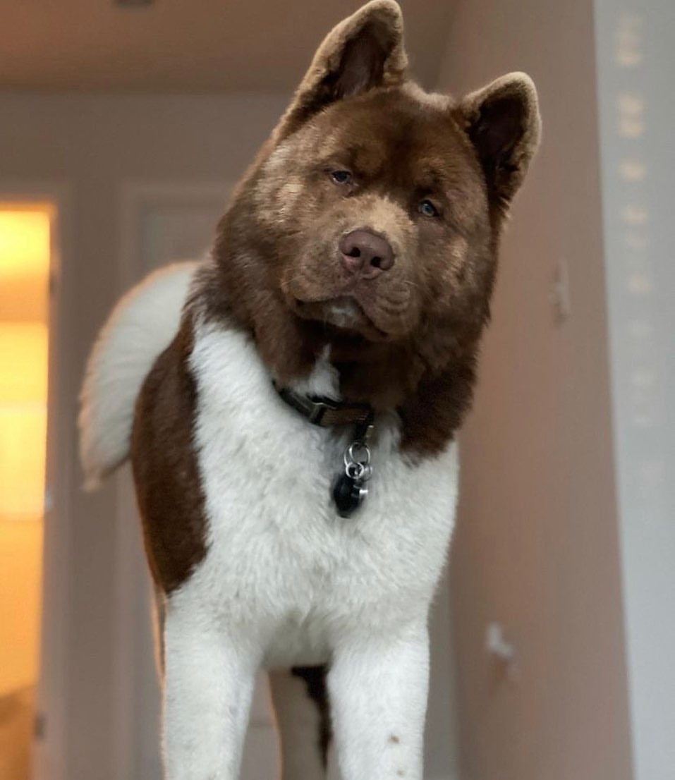 What is an American Akita dog breed?