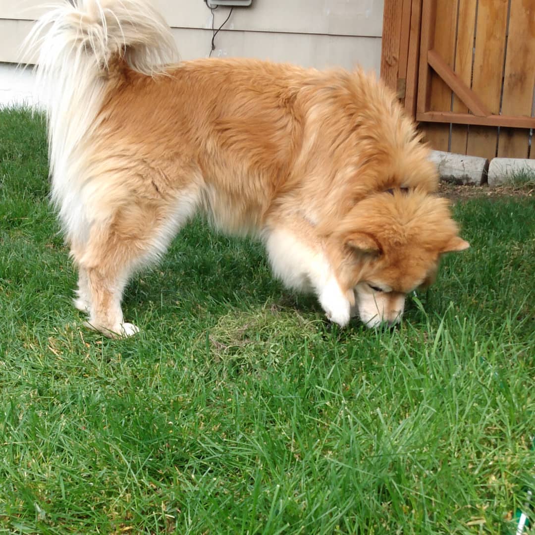 What is a Chow Akita mix dog breed?
