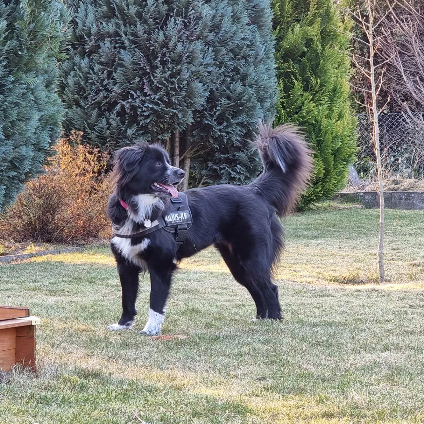 What is an Akita Bernese Mountain mix dog breed?