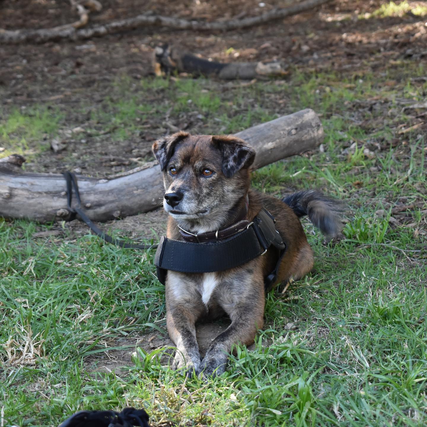 Australian Cattle dog Shiba Inu Mix