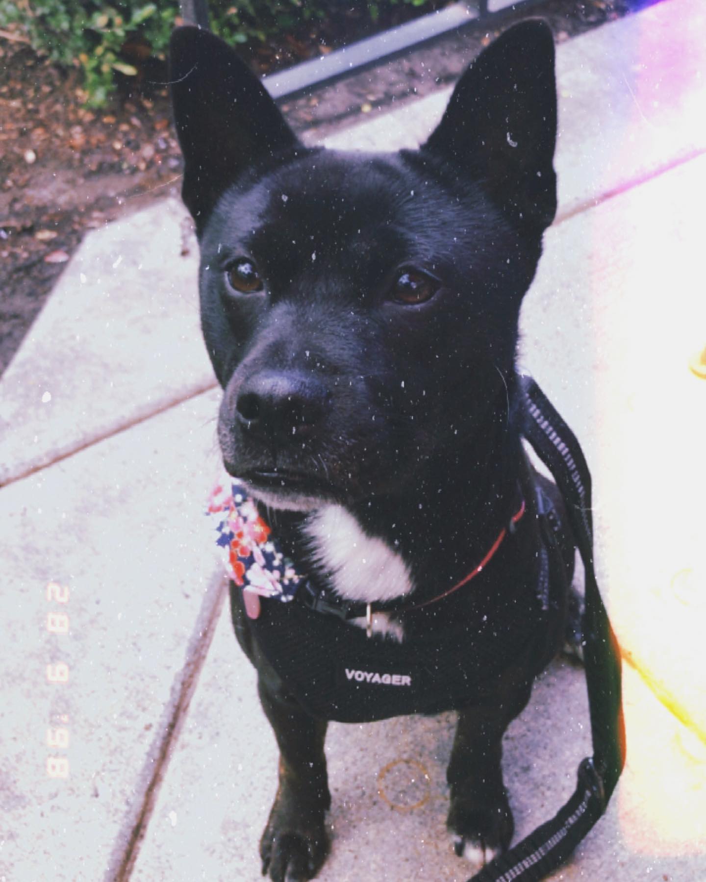 Shiba Inu Boston Terrier Mix