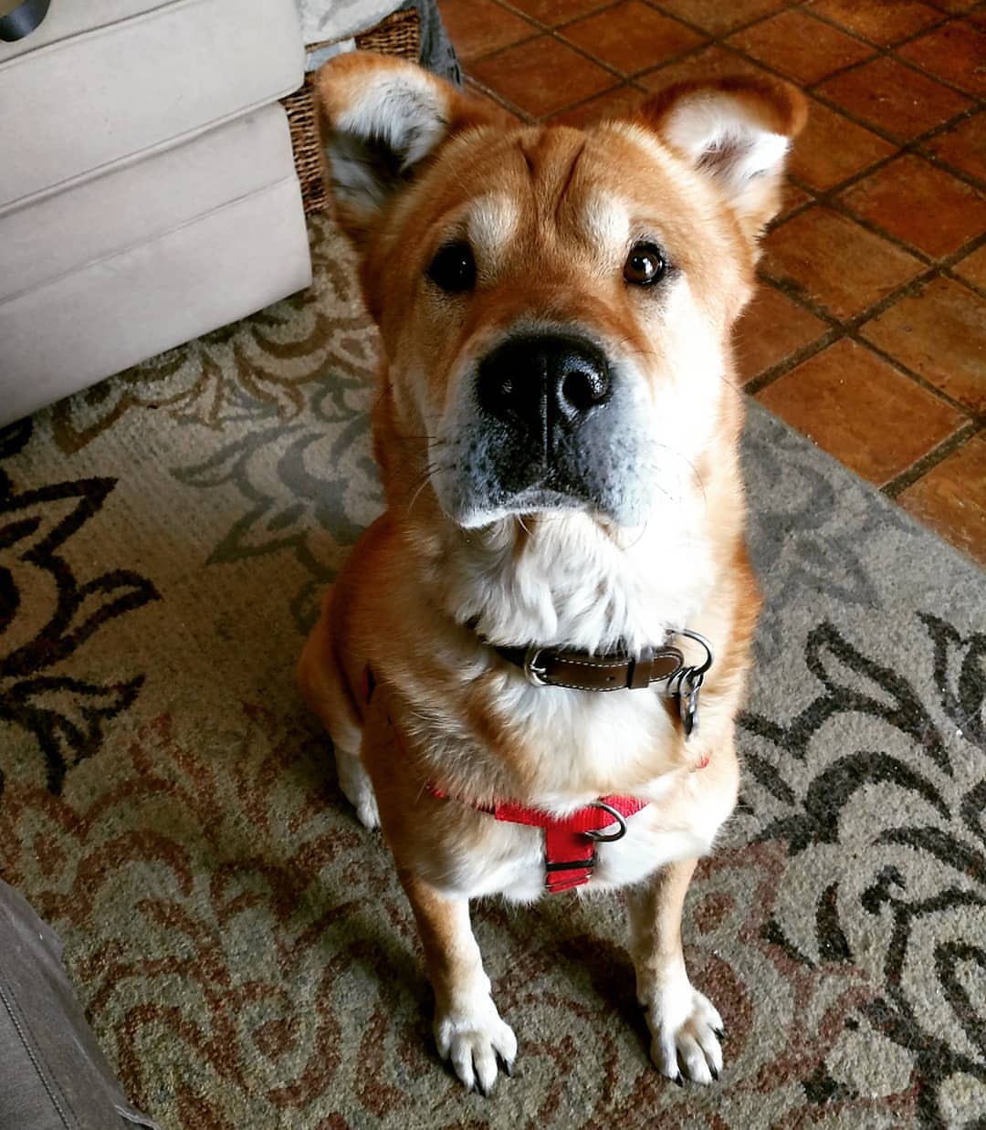 Akita Shar Pei Mix: Understanding the Unique Traits of this Hybrid Breed
