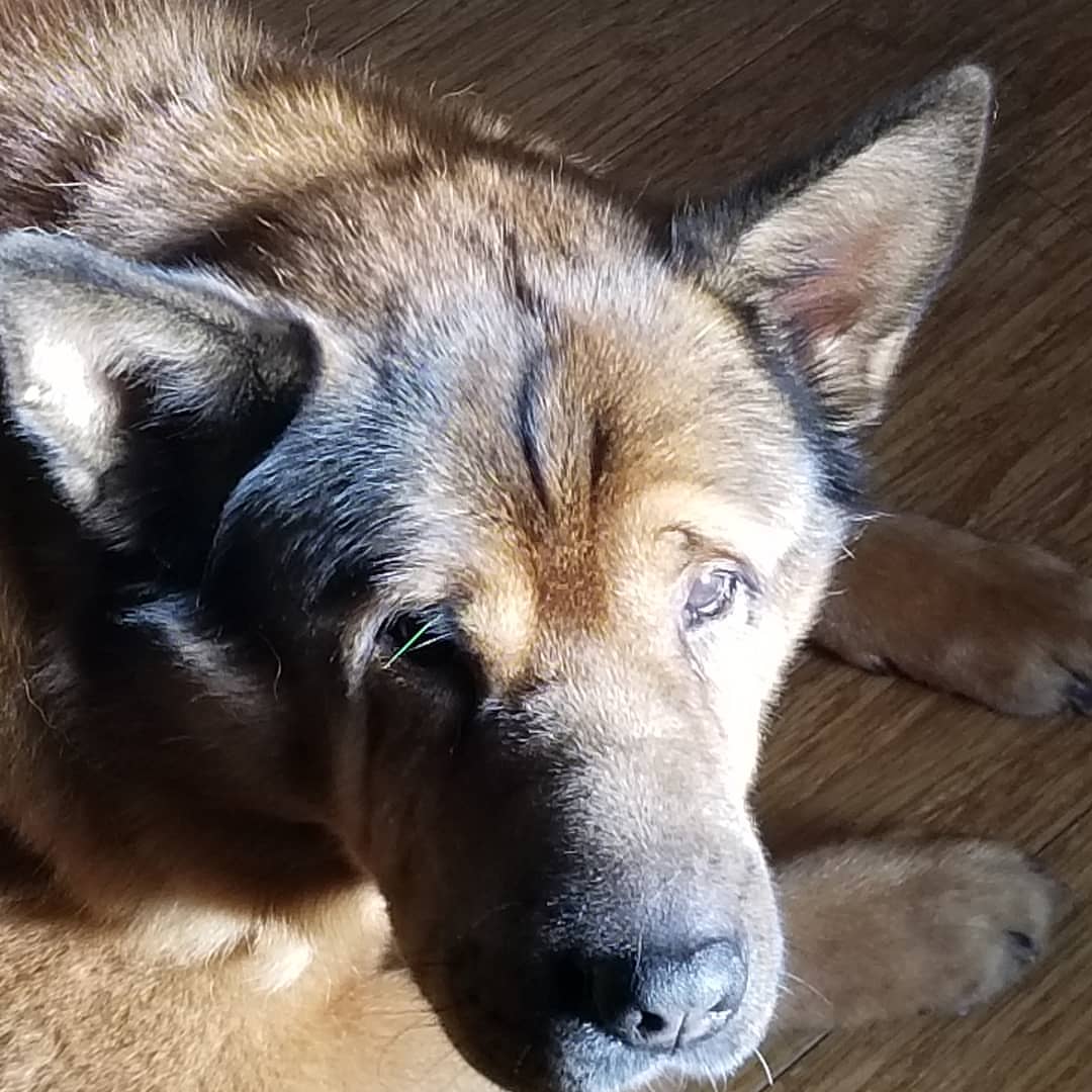 Akita Shar Pei Mix: Understanding the Unique Traits of this Hybrid Breed