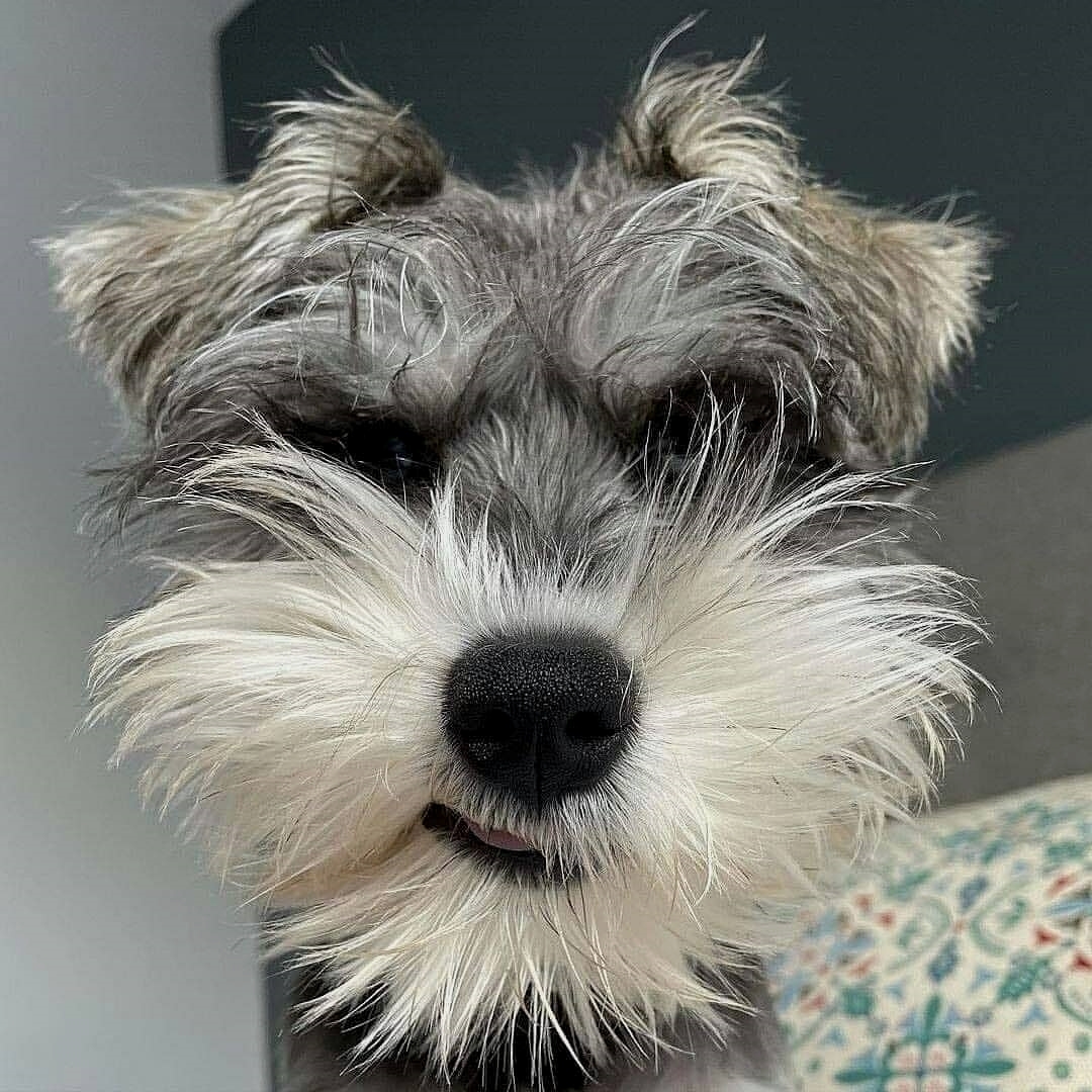 Why schnauzers are the worst dogs?