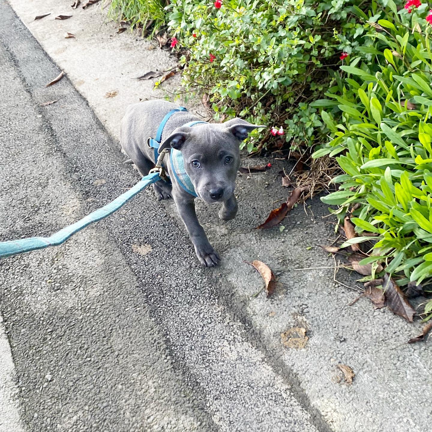 how long should you walk a 12 week old puppy for