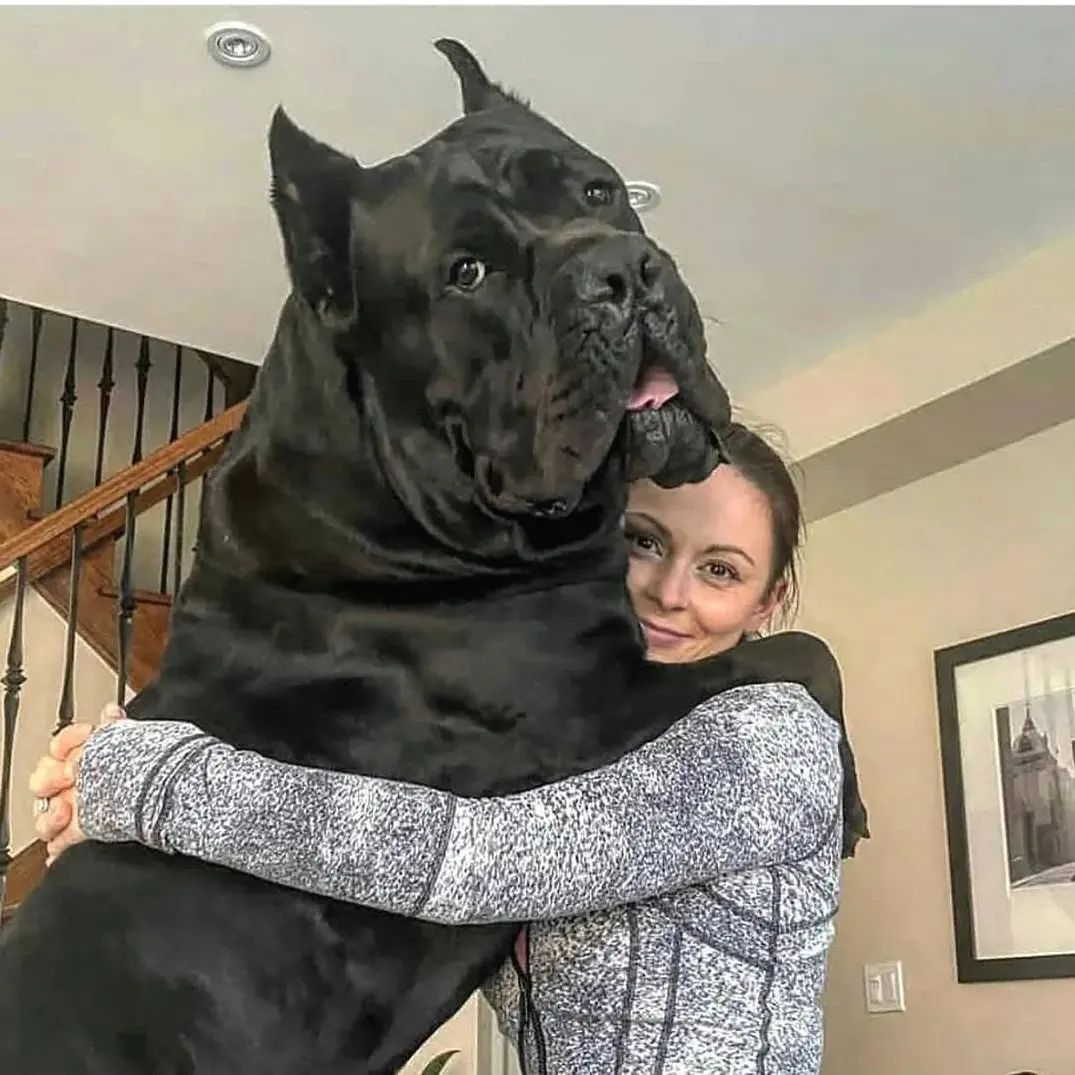 Can I have a Cane corso in my apartment?