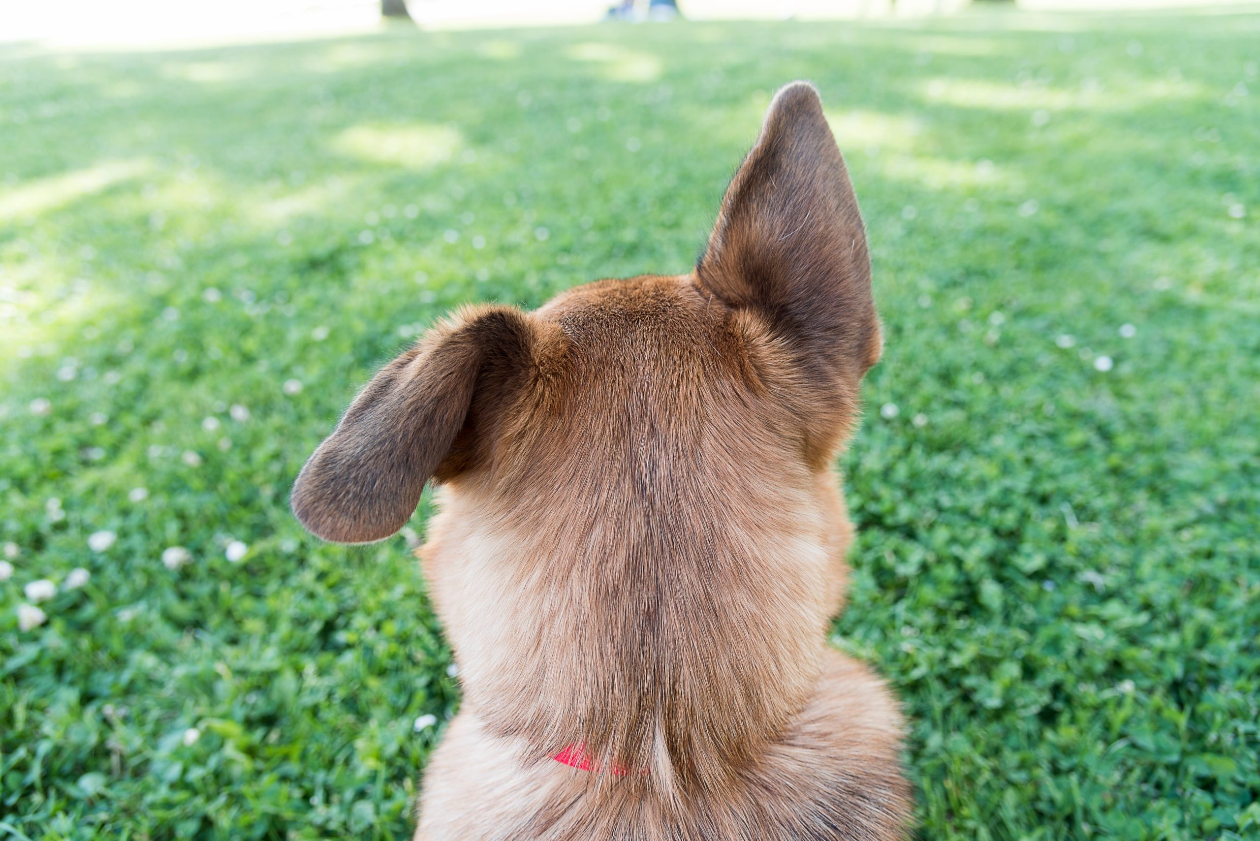 What does it mean when a dog puts his ears back?
